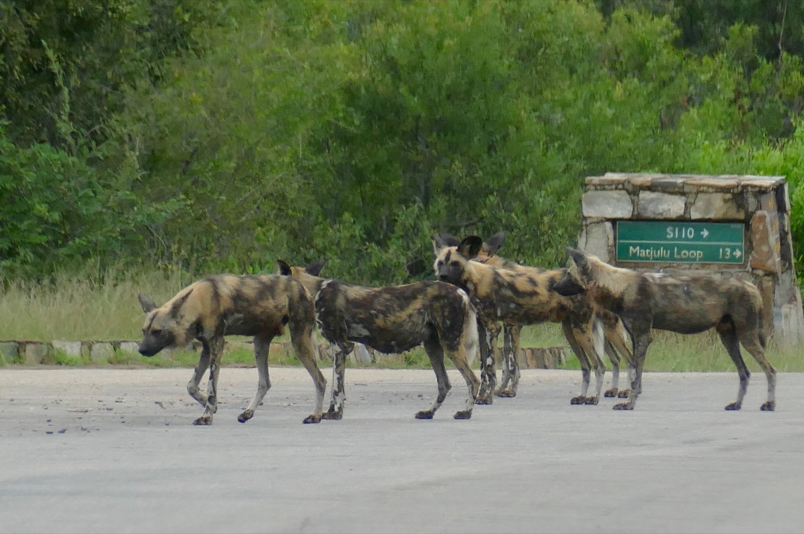 A pack of five African wild dogs walking together across a paved road in Kruger National Park, showing their mottled black, tan, and white coats and large rounded ears