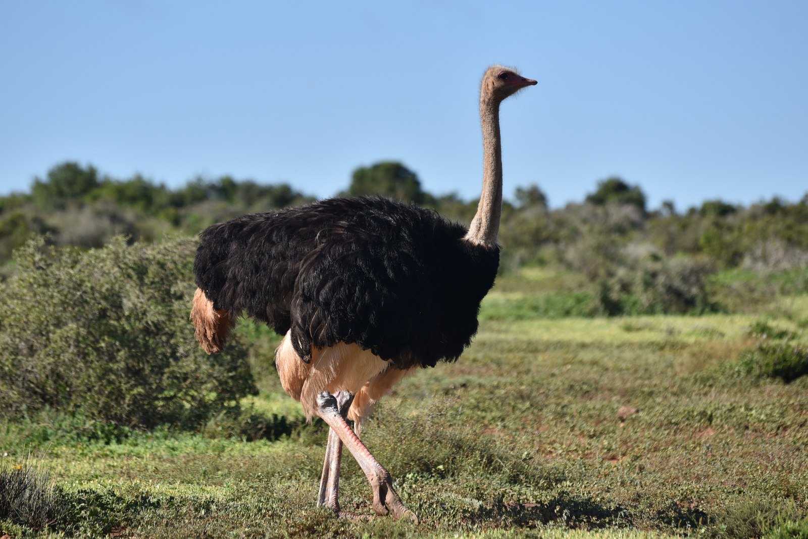 A common ostrich walking across grassland, head held high on its long neck rather than buried in the ground