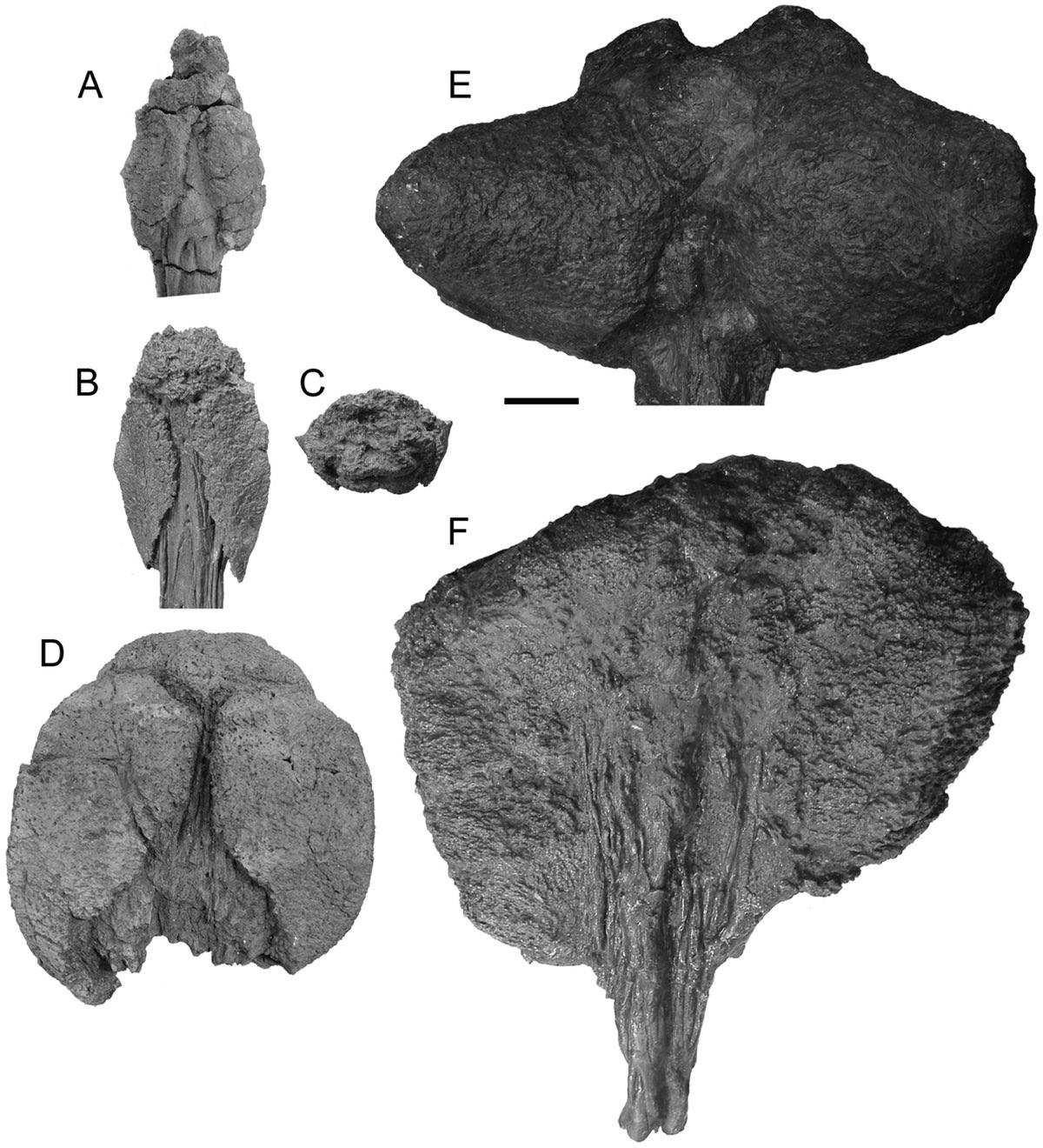 The six ankylosaurid tail clubs Arbour CT scanned for the 2009 impact-force study, none of them Ankylosaurus: Euoplocephalus UALVP 47273 (A), Dyoplosaurus ROM 784 (B, C), Euoplocephalus UALVP 16247 (D), Anodontosaurus AMNH 5245 (E) and Euoplocephalus ROM 788 (F)
