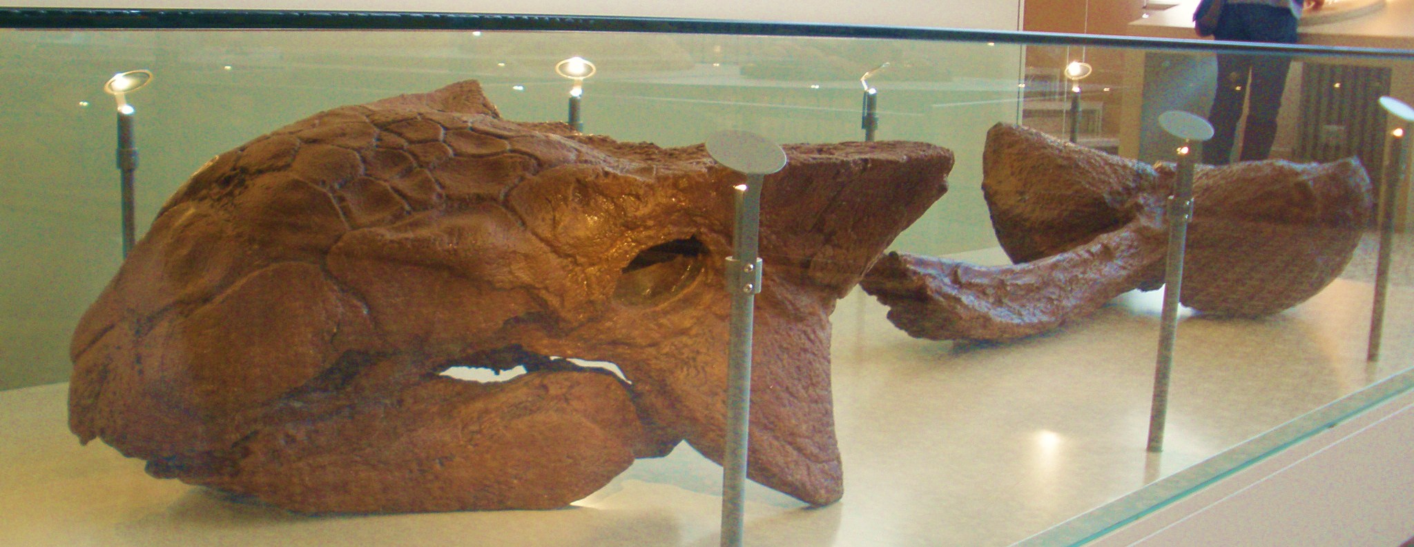 Skull cast of Ankylosaurus magniventris (AMNH 5214) displayed beside a tail club belonging to a different genus, Anodontosaurus (AMNH 5245)