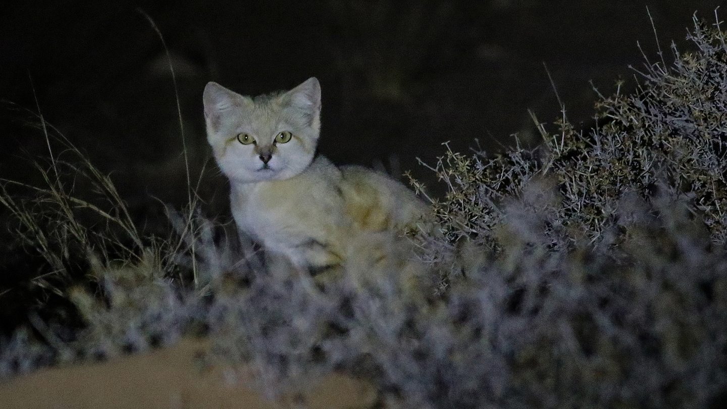 A sand cat standing on pale rocky desert ground in Western Sahara, sandy fur with faint dark leg bars and a black-tipped, black-ringed tail
