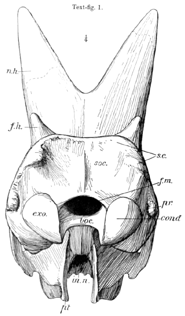 Charles William Andrews' 1906 illustration of an Arsinoitherium zitteli skull seen from directly behind, labeling the occipital condyles and other rear-skull landmarks later studied for evidence of neck and horn musculature