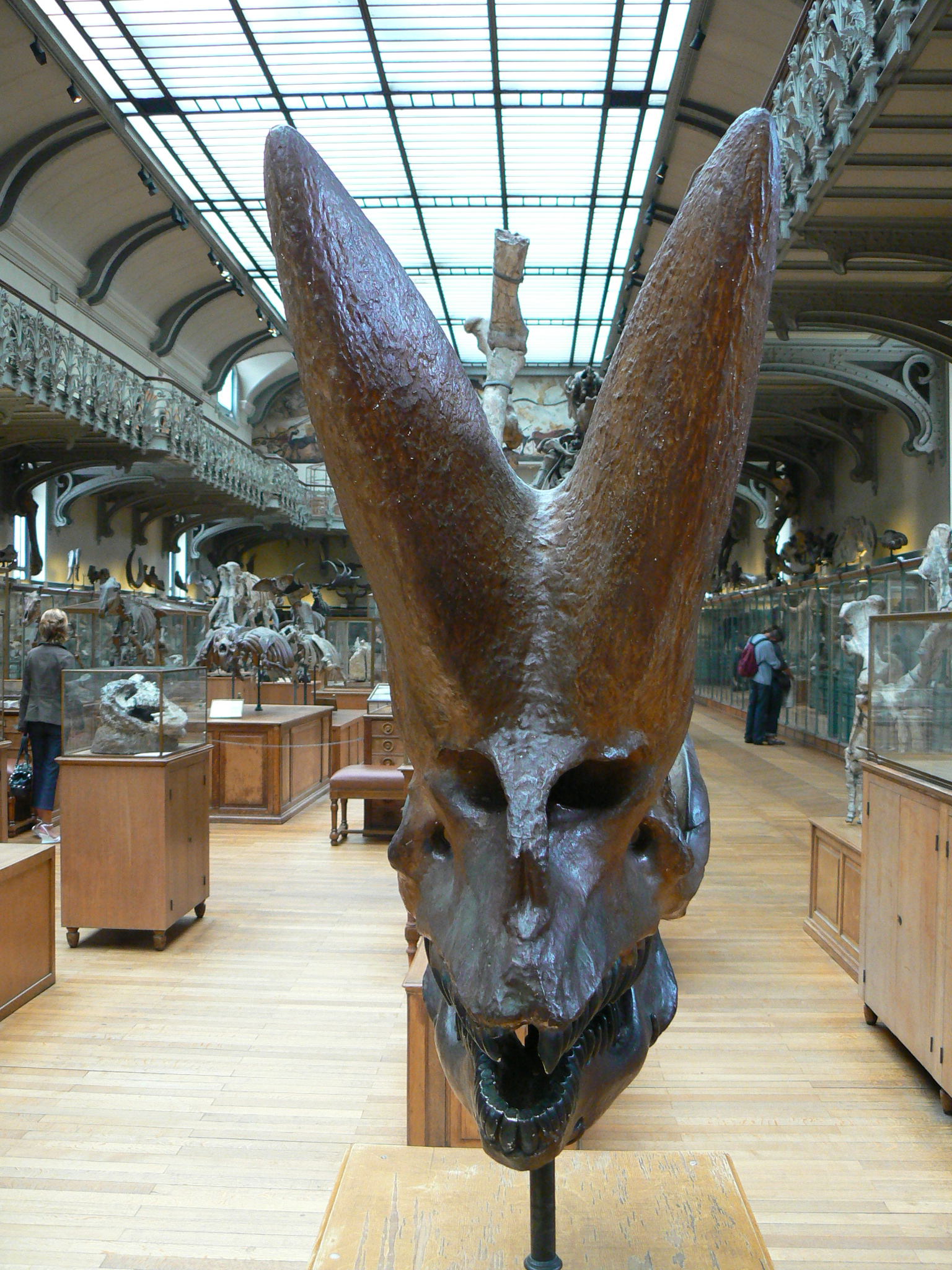 The skull of Arsinoitherium zitteli seen from the front, showing the pair of long nasal horns and the smaller knob-like horns above the eyes, on display at the Muséum national d'Histoire naturelle in Paris