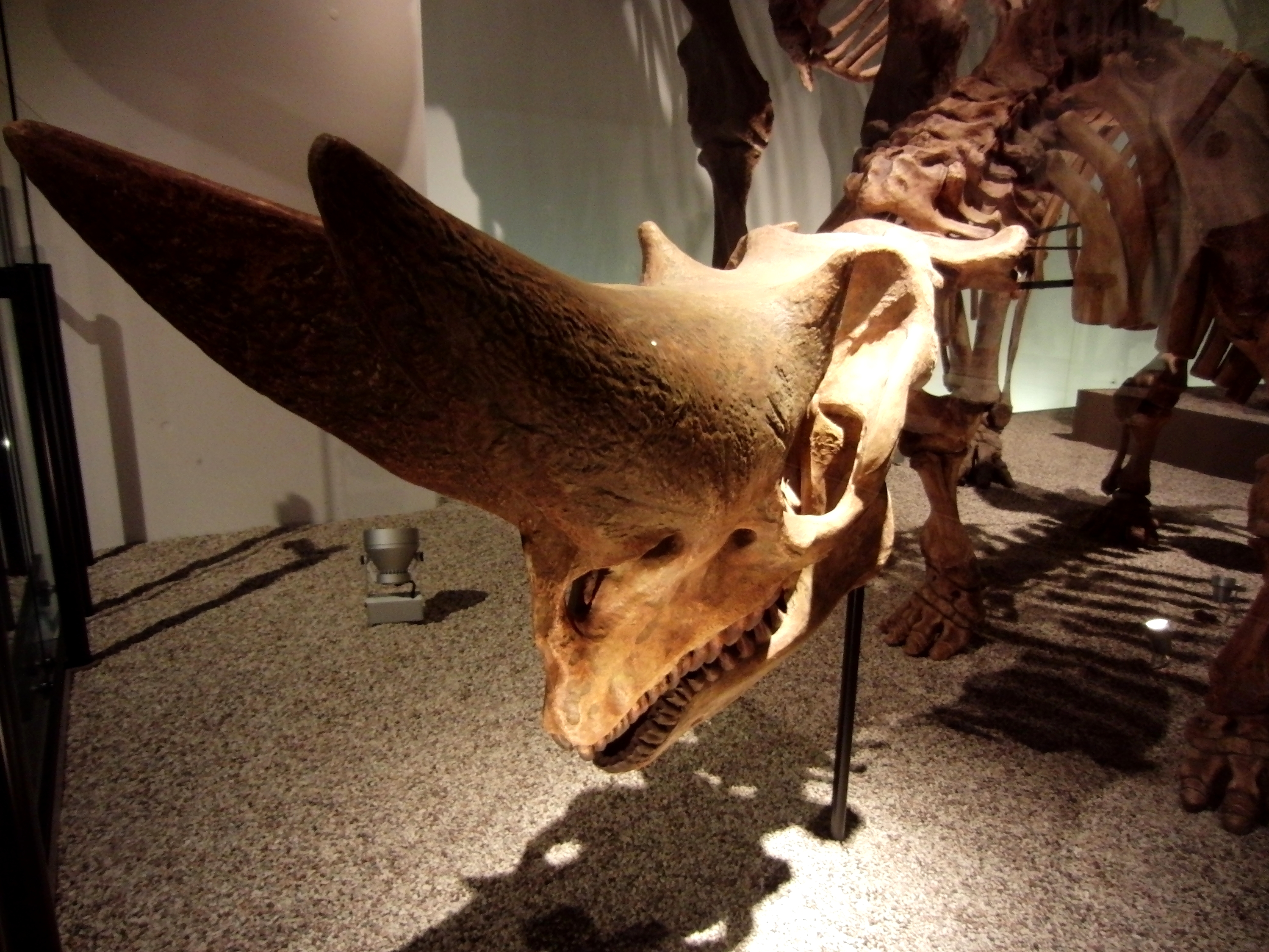 The mounted skull and forequarters of an Arsinoitherium zitteli skeleton, showing its two long nasal horns and smaller brow horns, on display at the National Museum of Nature and Science in Tokyo