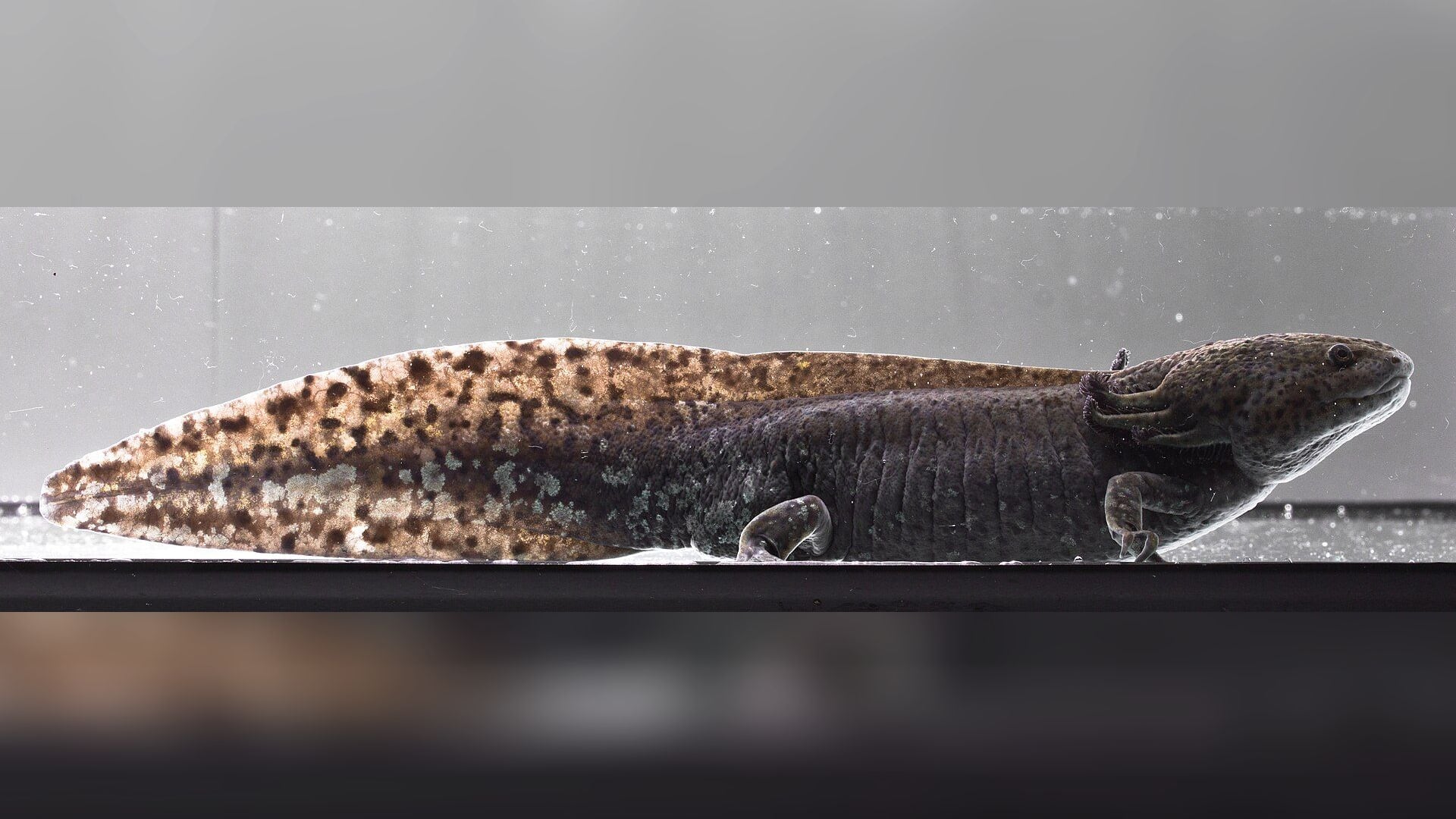 An adult male axolotl in wild-type colouring, dark and mottled rather than the pink of the familiar pet morph, photographed in profile against the side of a tank