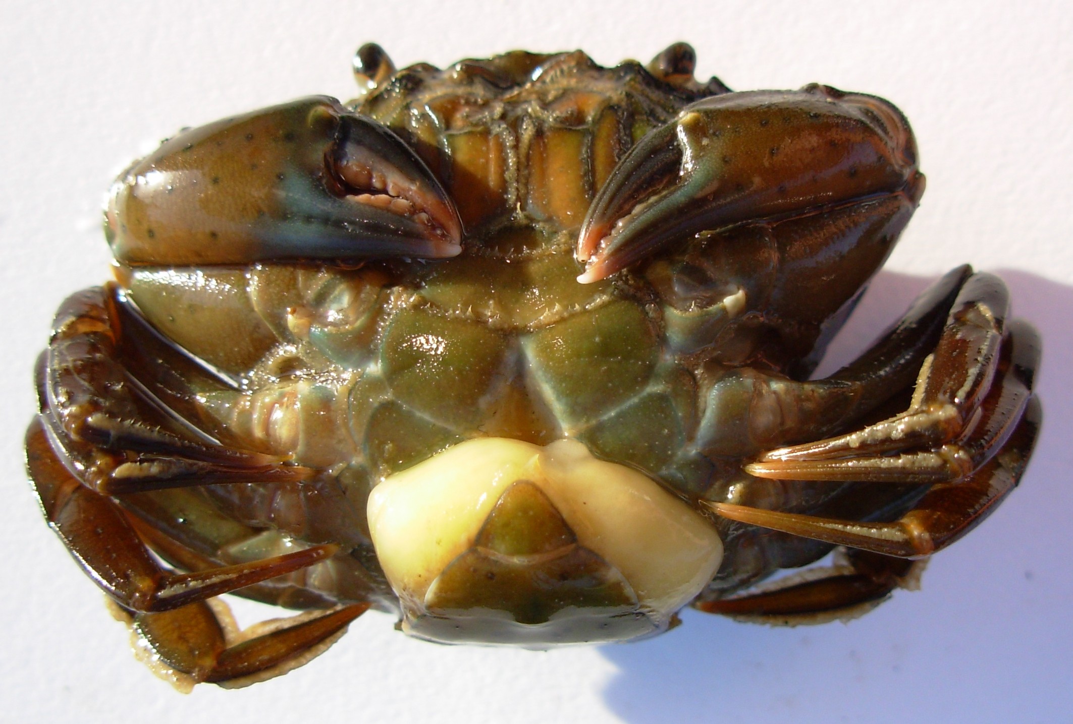 A shore crab (Carcinus maenas) with a Sacculina carcini parasite visible as a pale bulge under its abdomen