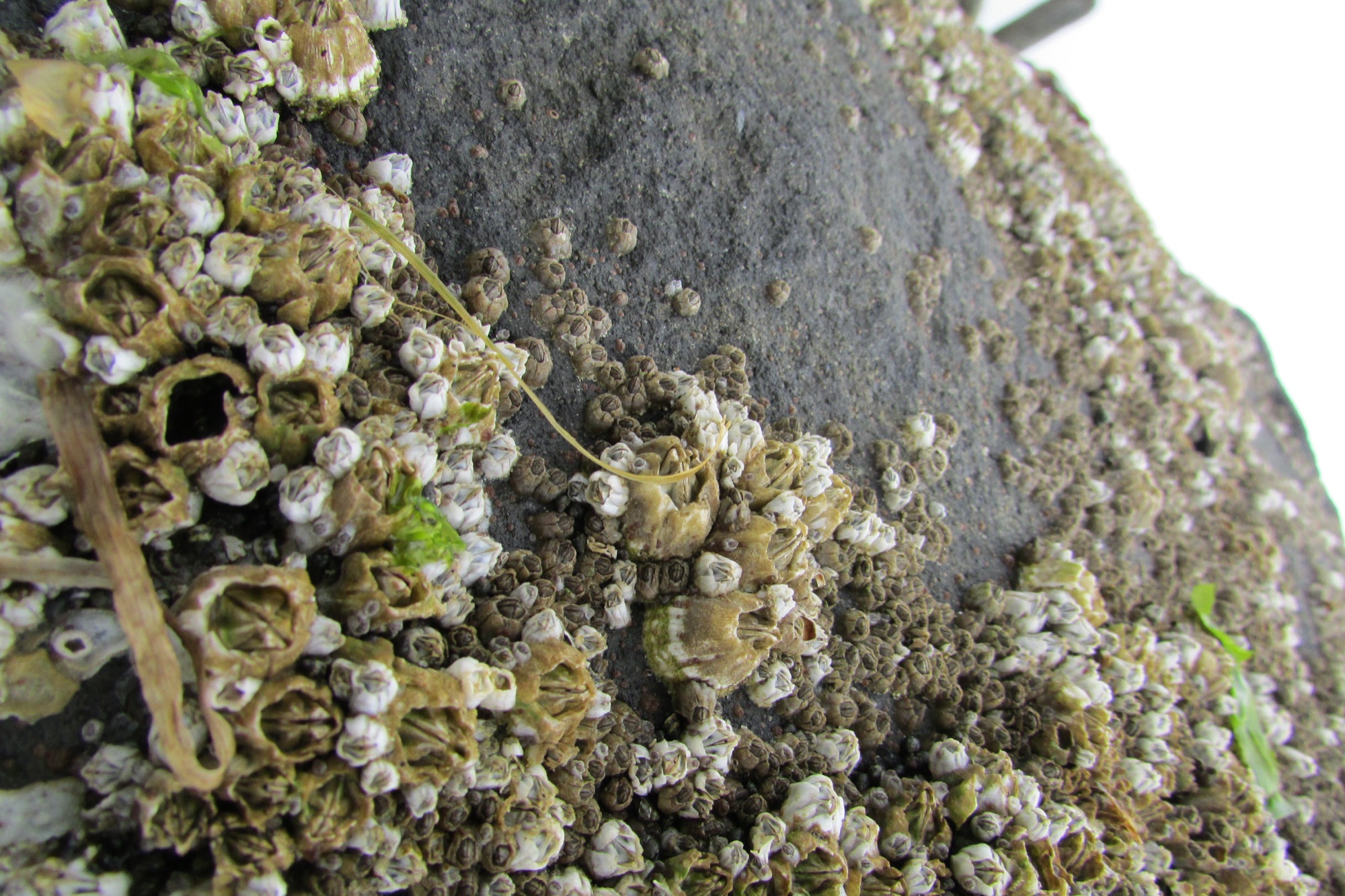 A cluster of acorn barnacles (Balanus glandula) cemented to a rock at low tide, their calcareous plates visible in close-up