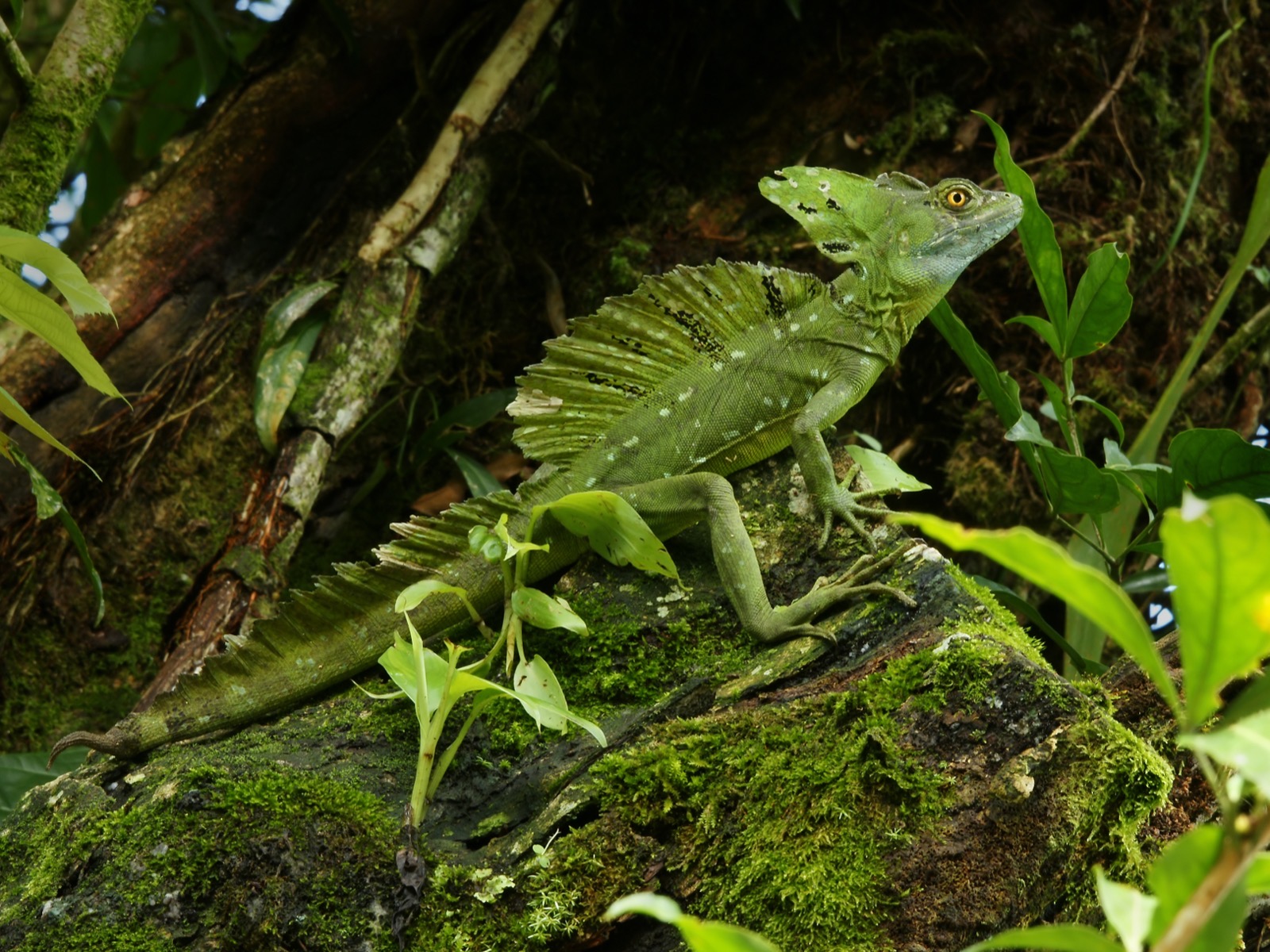 A green plumed basilisk lizard (Basiliscus plumifrons) perched on a branch near Las Horquetas, Costa Rica