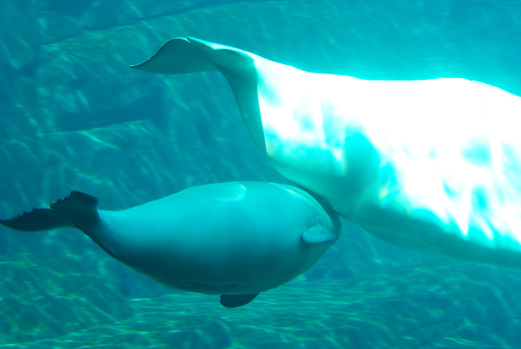 A white adult beluga whale swimming beside her smaller, dark gray calf