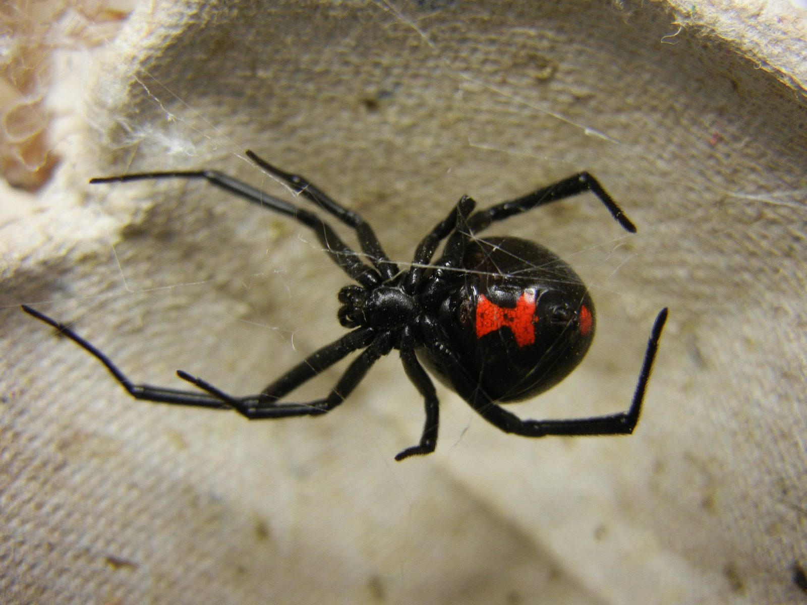 A female black widow spider seen from above at close range, her glossy black abdomen marked with a bright red hourglass shape, standing on light-colored fibrous material near her web
