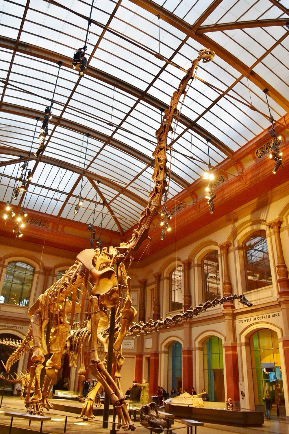 The mounted Giraffatitan brancai skeleton in the Museum für Naturkunde, Berlin, its neck rising into the roof of the hall; this is the Tendaguru animal that supplies the popular image of Brachiosaurus