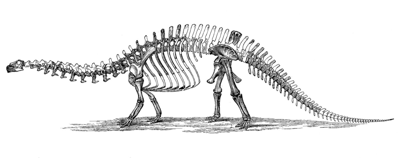 Othniel Charles Marsh's published Brontosaurus skeletal restoration, in which the small head drawn from the Felch Quarry sauropod skull now referred to Brachiosaurus sits on an Apatosaurus excelsus body