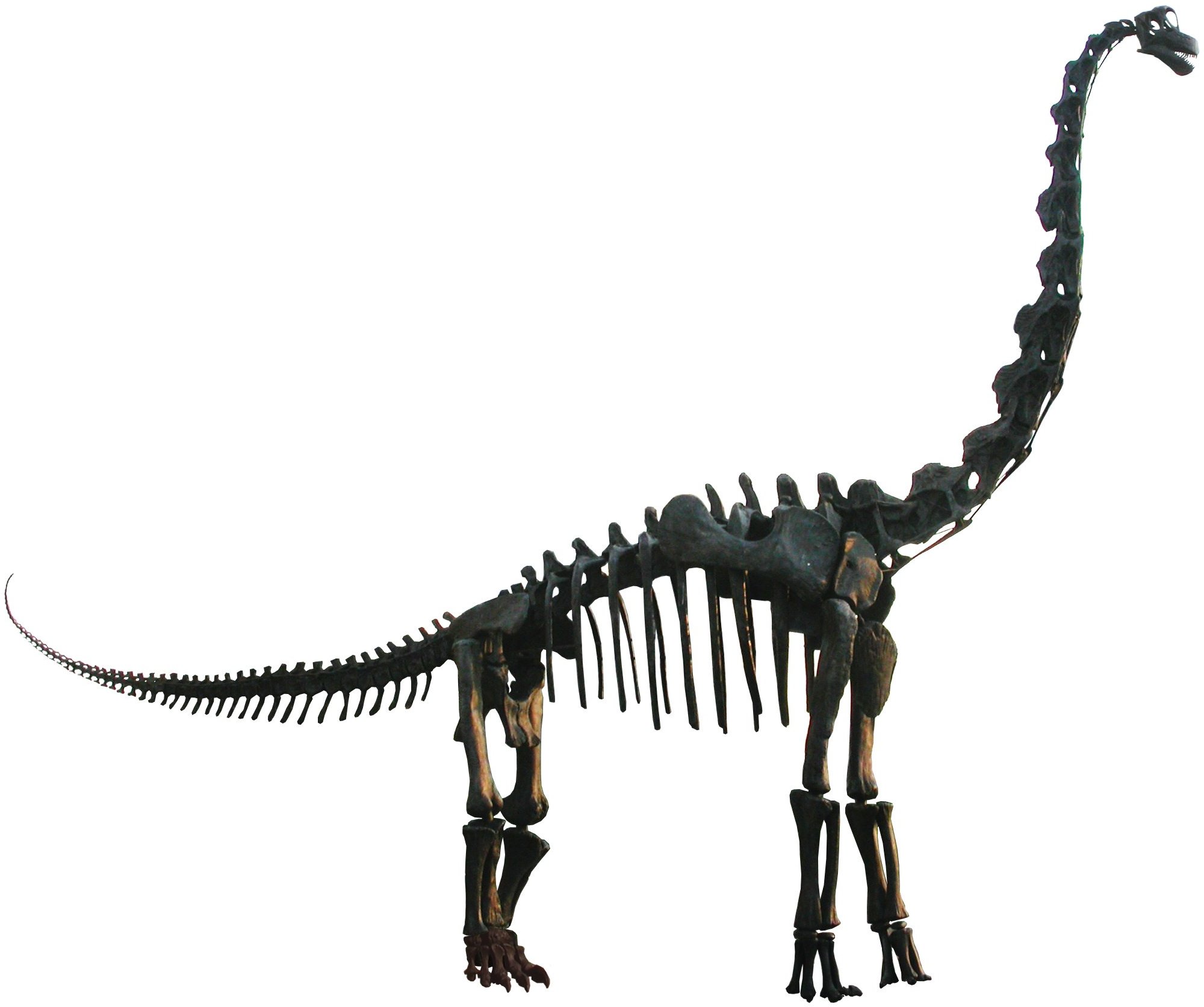 Mounted Brachiosaurus altithorax skeleton outside the Field Museum in Chicago, a cast based on the holotype with the missing parts filled in from the Berlin Giraffatitan