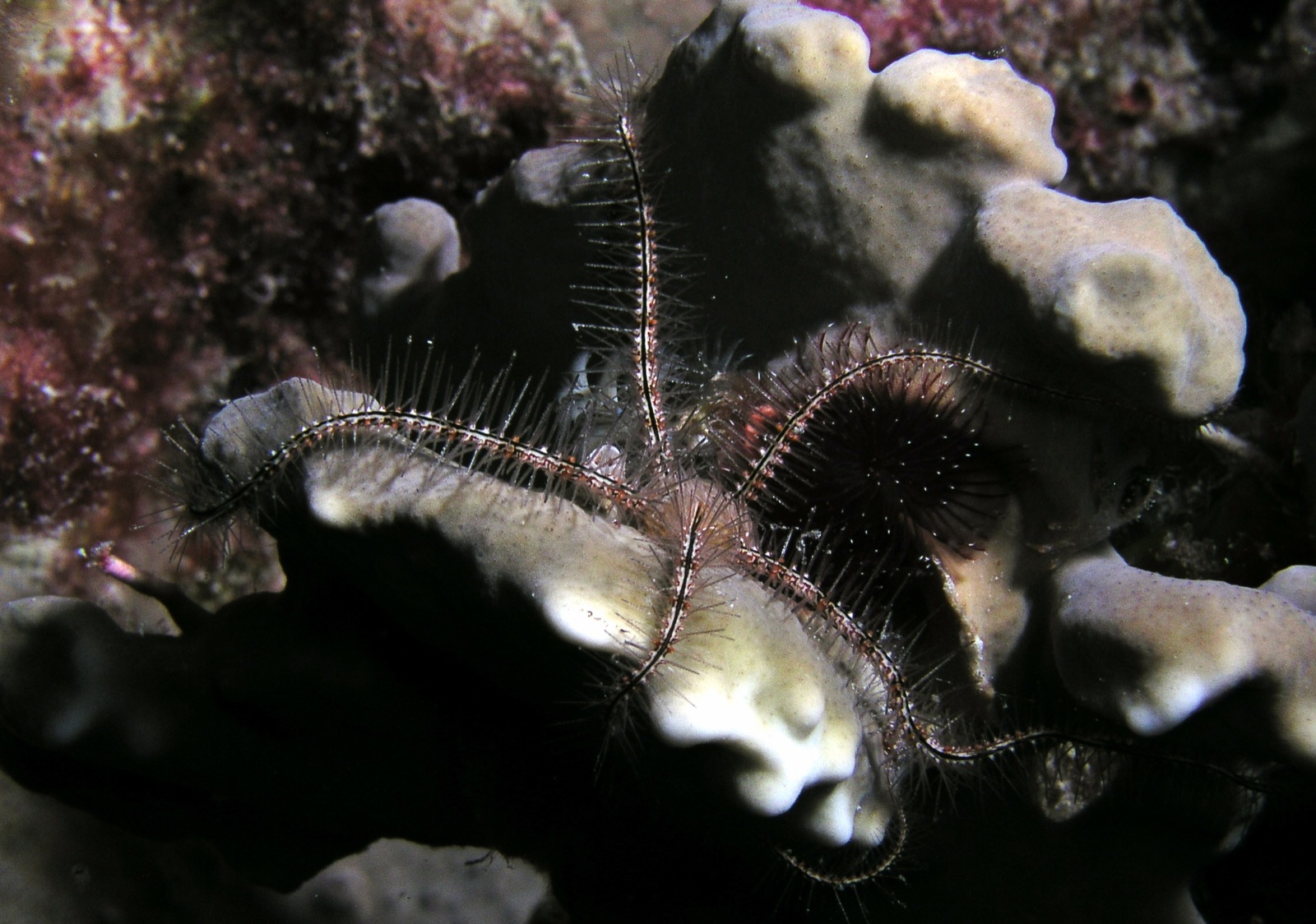 A brittle star with spiny, banded arms draped across a coral and sponge reef surface, with a dark sea urchin visible in the background