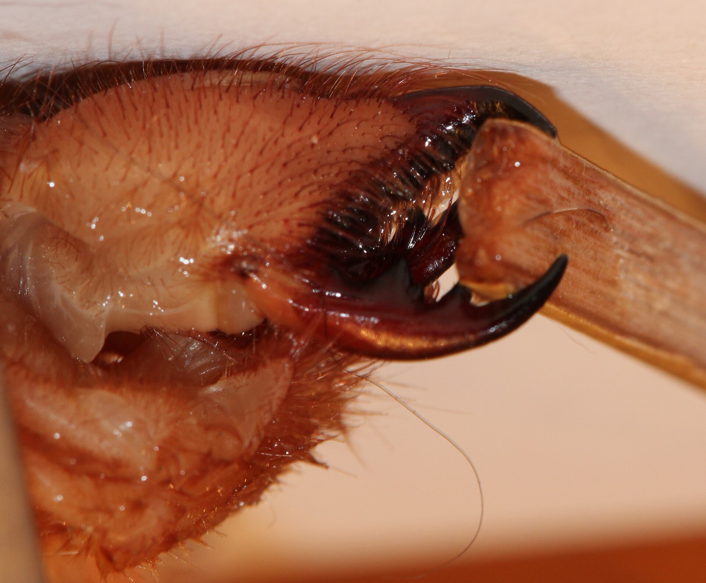 Macro photograph of a solifuge chelicera held open with a small stick, showing the two toothed pincer-like jaw halves; there is no fang and no venom duct anywhere on the structure