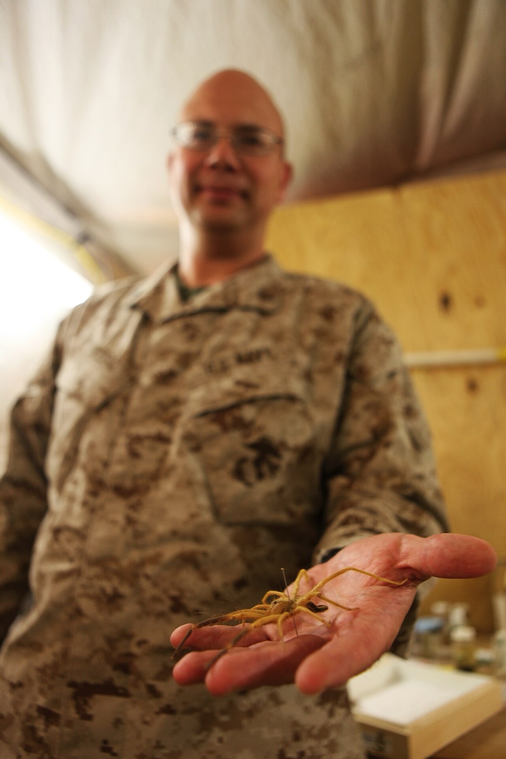 A US Navy medical entomologist at Camp Leatherneck, Afghanistan, holding a live camel spider on his open palm; the animal fits inside his hand, legs included
