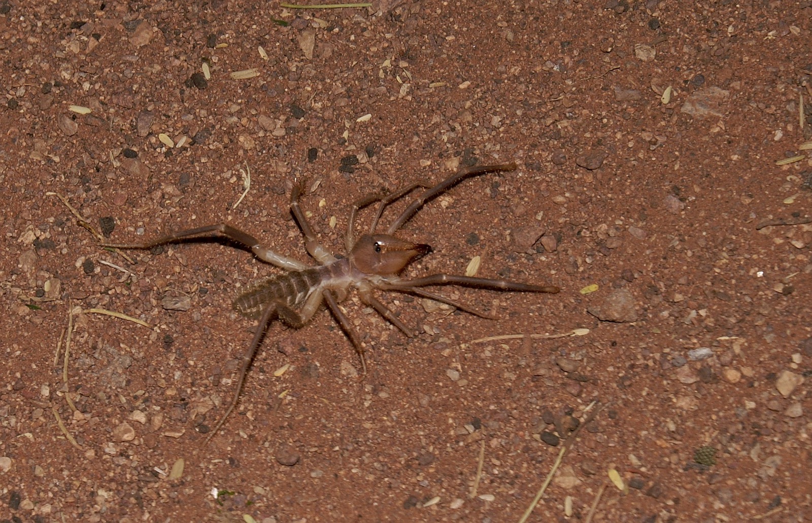 A solifuge (camel spider) photographed from above on reddish desert gravel at night, its long legs and pedipalps splayed out around a compact, hairy body