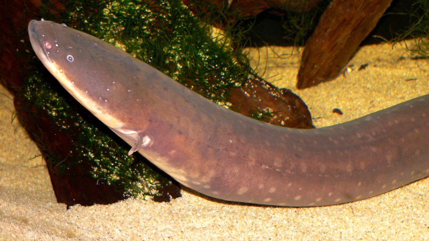 An electric eel with its broad head and long brown body resting beside submerged wood in an aquarium