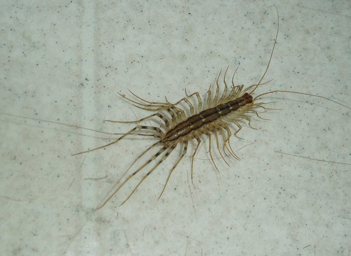 A pale, long-legged house centipede (Scutigera coleoptrata) resting on a light-colored tiled floor, its extremely long antennae and legs visible