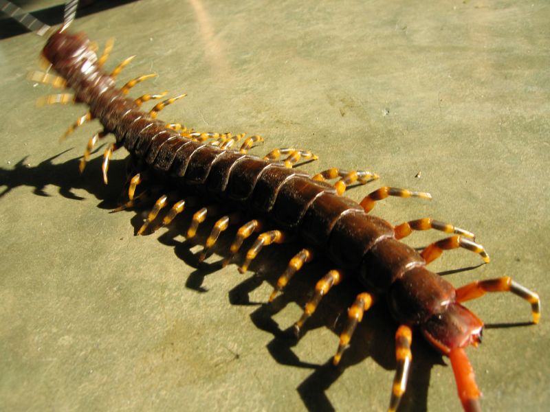 A large orange-and-black banded Amazonian giant centipede (Scolopendra gigantea) crawling across a weathered concrete surface, its segmented body and paired legs clearly visible