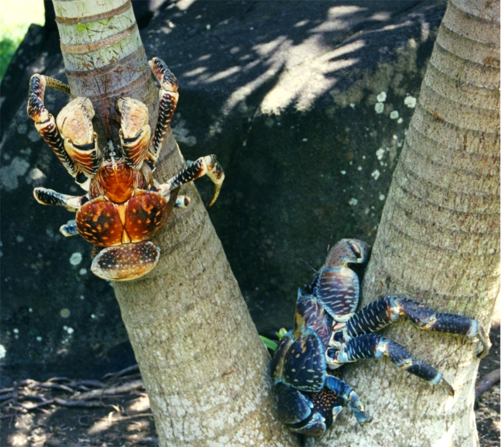 Coconut crabs foraging together on the ground at Bora-Bora, French Polynesia