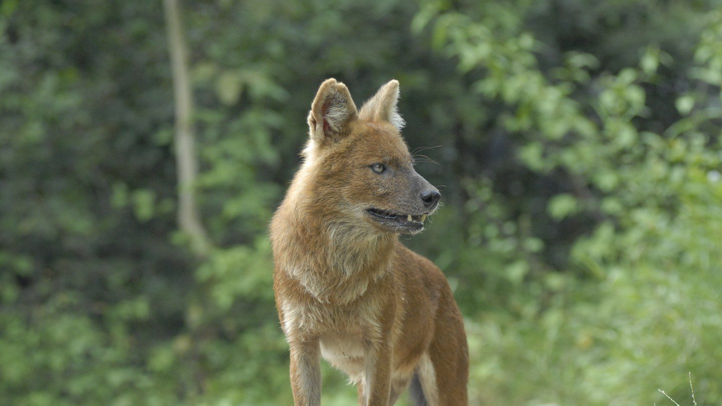 A dhole standing alert in forest undergrowth, showing its reddish coat, large rounded ears, and dark muzzle