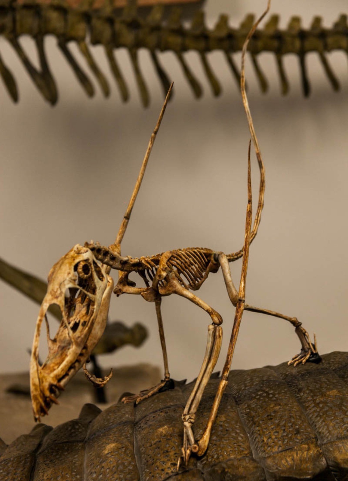 A Dimorphodon skeletal mount showing its large fanged skull, compact ribcage, and long hind limbs