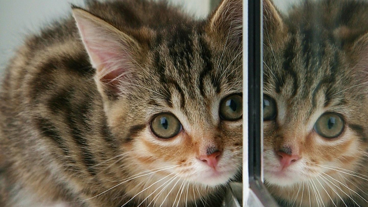 A tabby kitten lying beside a mirror, its face and the partial reflection of its face both visible in the glass