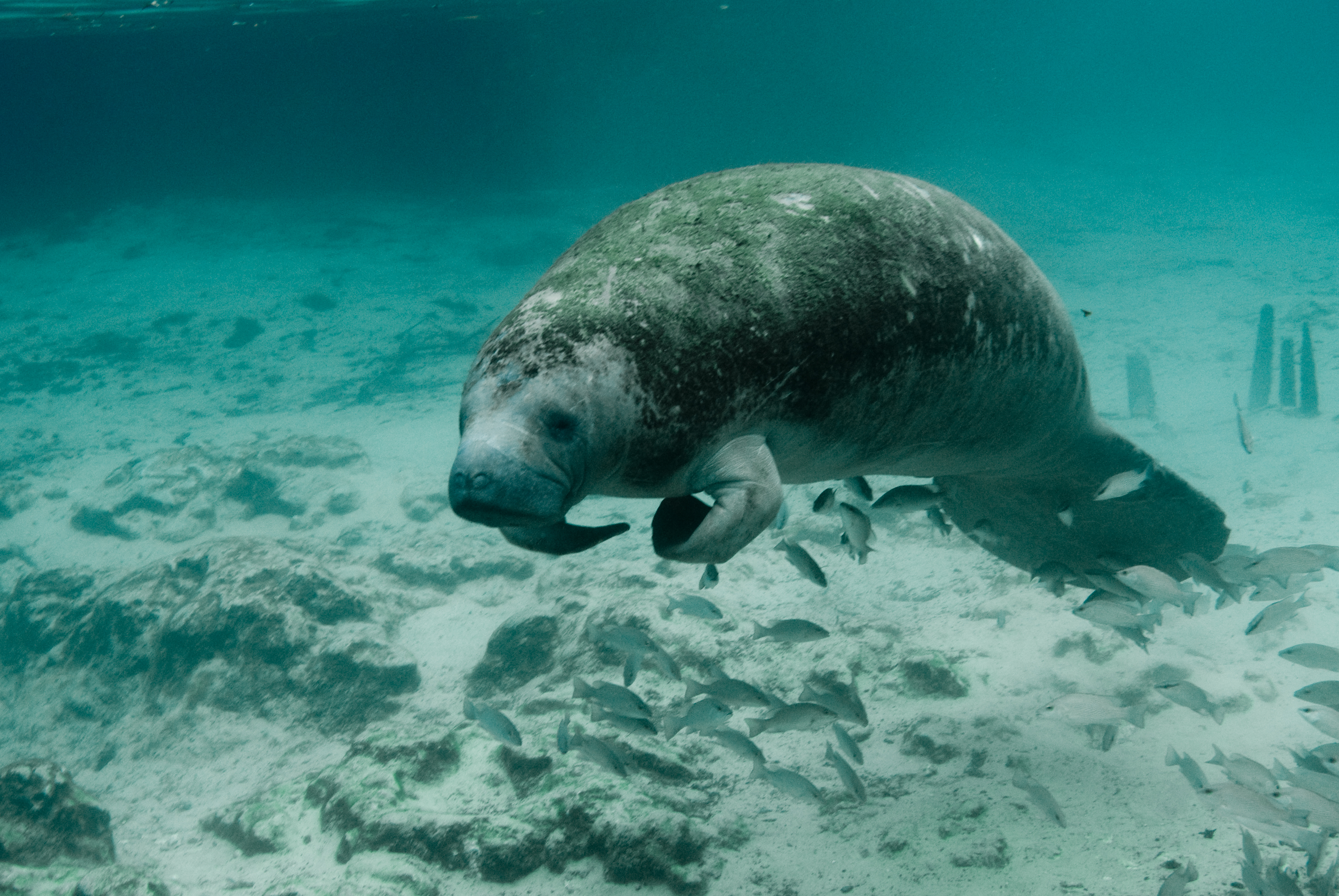 A West Indian manatee swimming close to the seafloor, showing its rounded snout and paddle-like flippers with visible nails