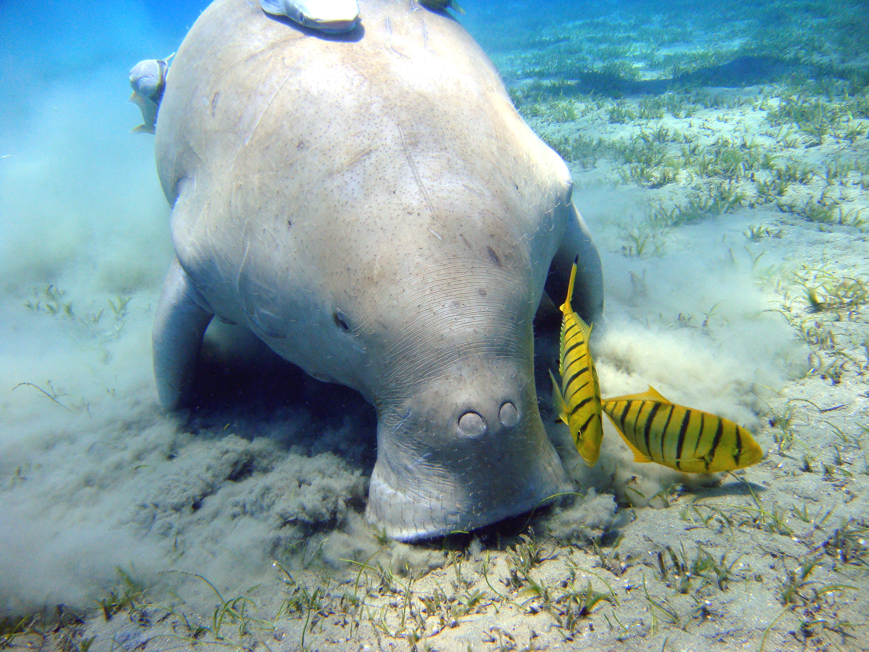 A dugong feeding head-down in a seagrass meadow near Marsa Alam, Egypt, with two golden trevally swimming alongside it
