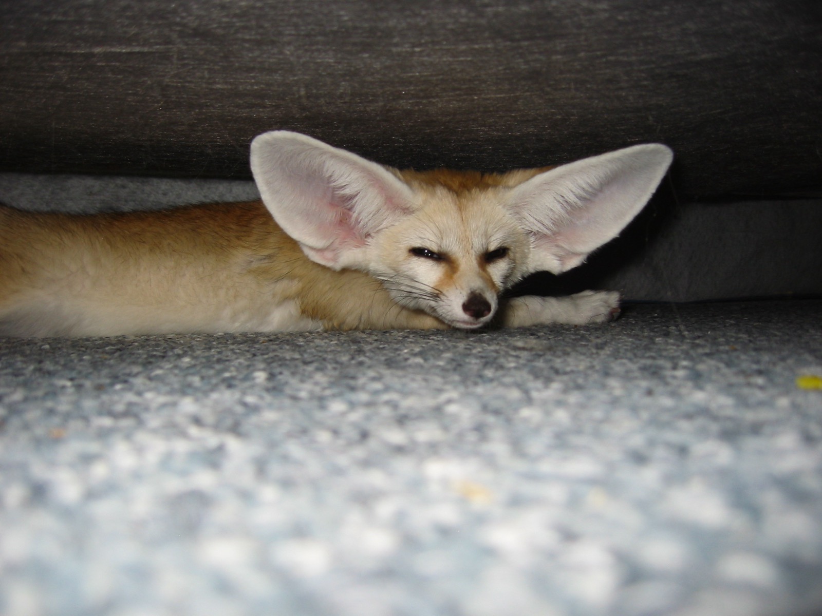 A fennec fox facing the camera directly, showing the full size and forward-facing orientation of its ears relative to its head