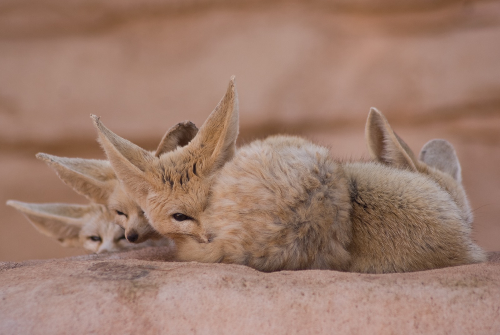 A fennec fox peeking out from behind sandy ground cover, its oversized ears held forward and its pale, sand-colored coat blending with the surrounding terrain