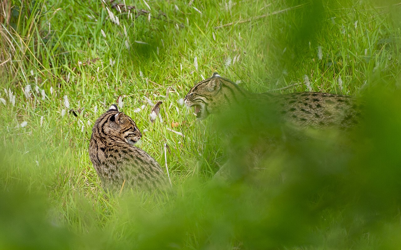 Two fishing cats, one larger and one smaller, walking together in daylight near Koshi Tappu Wildlife Reserve, Nepal