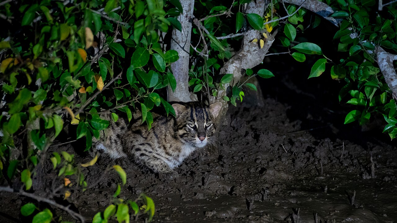 A fishing cat standing on muddy ground amid mangrove vegetation, showing its stocky build, short legs, and spotted grey-brown coat