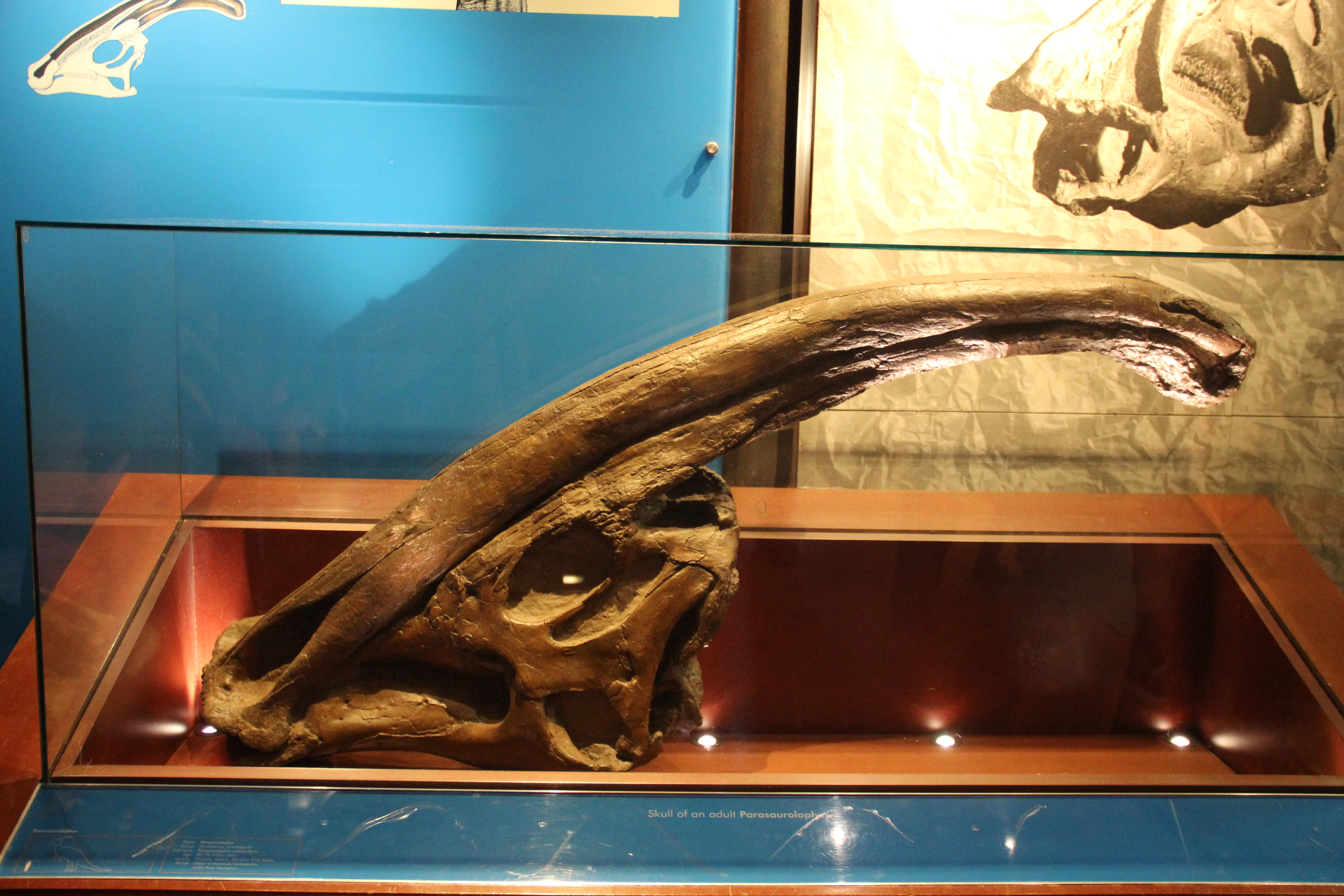 A Parasaurolophus skull viewed from the side, showing the long, backward-curving hollow crest that housed its looping nasal passages