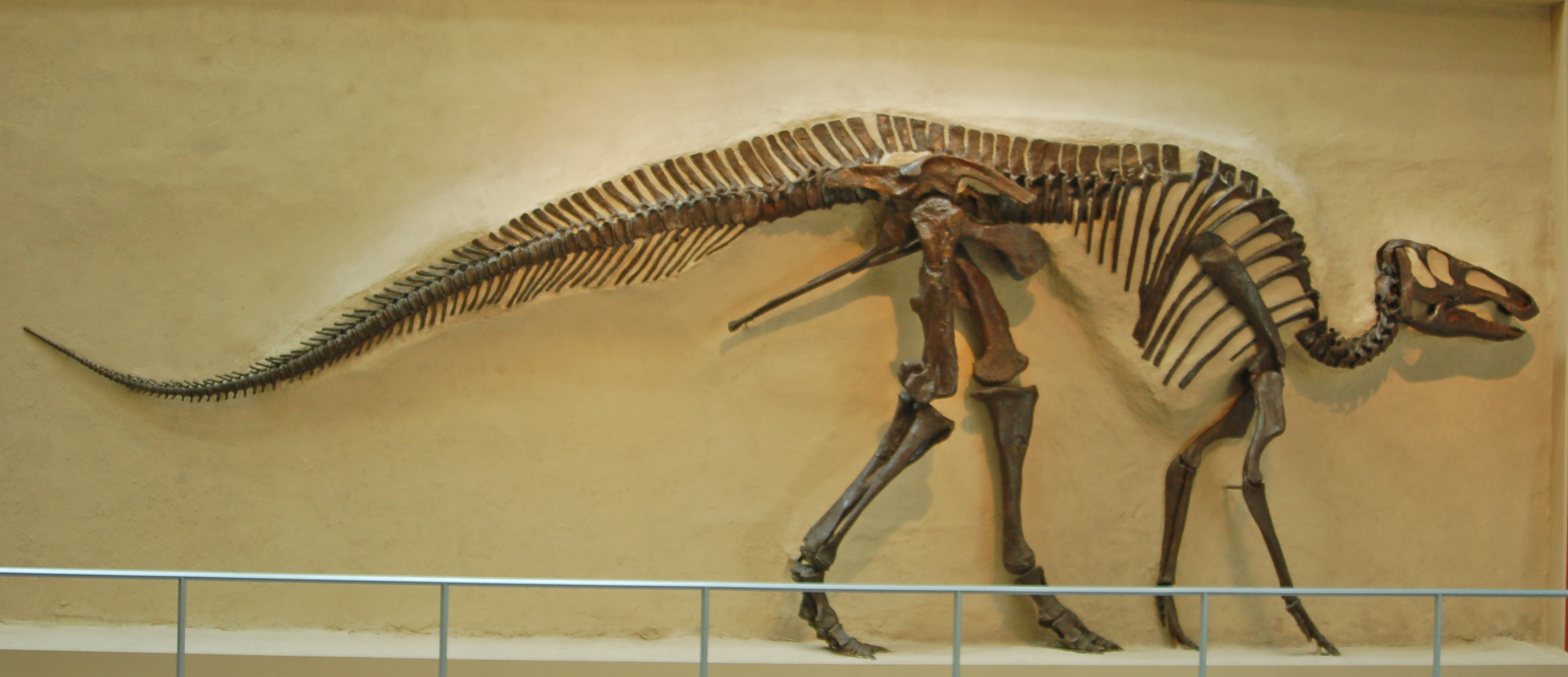Mounted skeleton of Edmontosaurus annectens, a hadrosaurid, showing its long tail and duck-billed skull