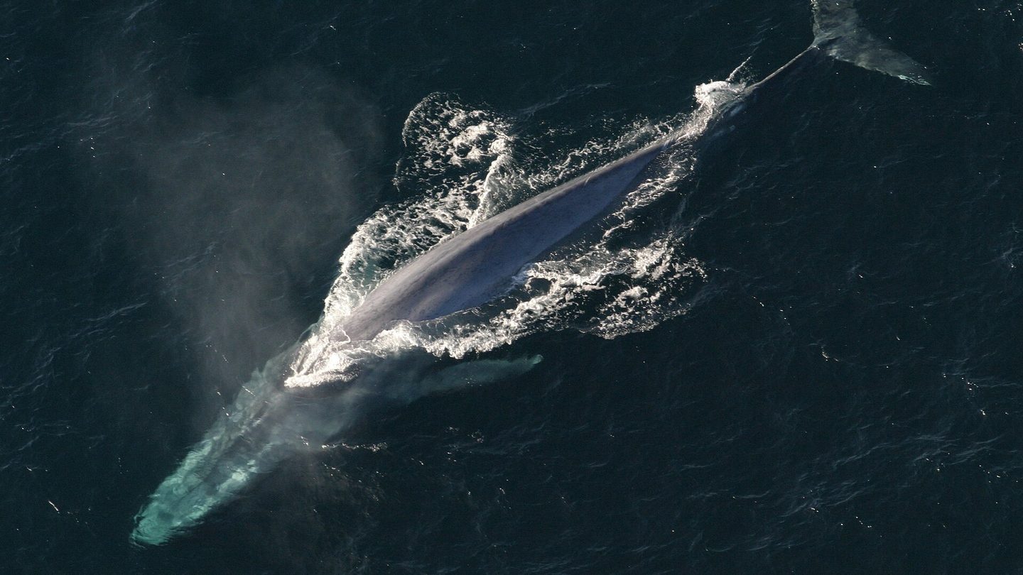 Aerial view of a blue whale at the surface, with its long slender back, tail flukes, and a faint blow in dark water
