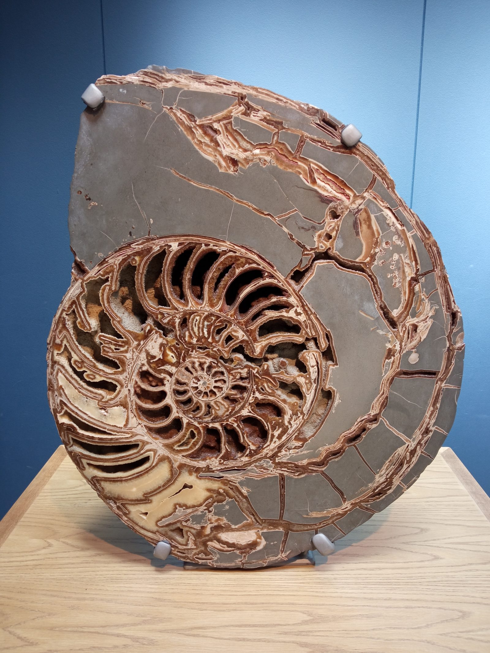 A cut and polished cross-section of an ammonite fossil on display at the Natural History Museum in London, showing the internal chambered spiral of the shell