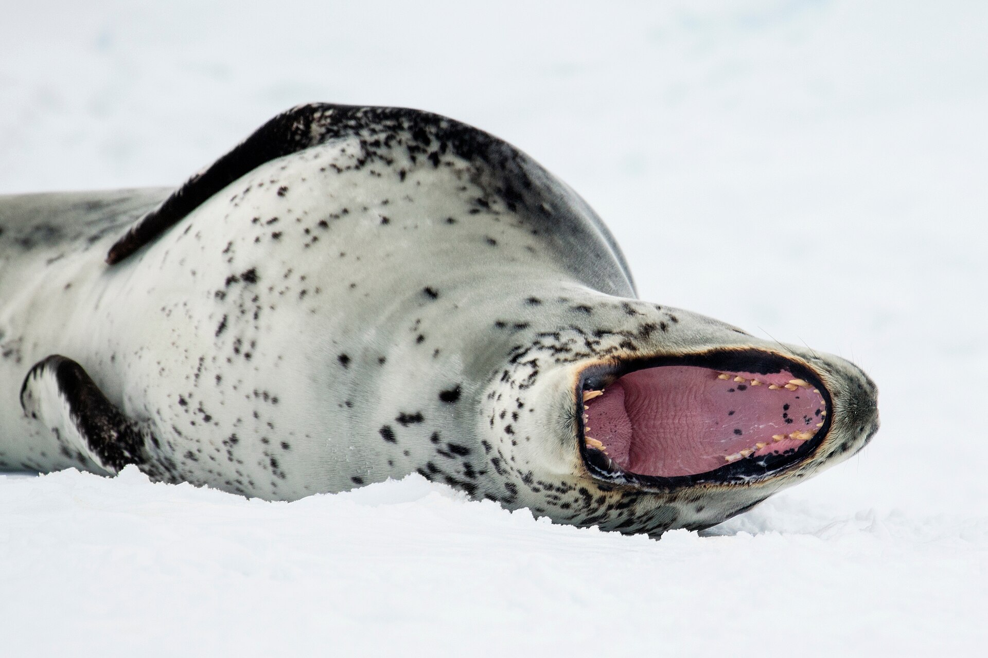 A leopard seal lying on Antarctic ice with its jaws open wide, showing the long canine teeth and pink mouth it uses to grip large prey