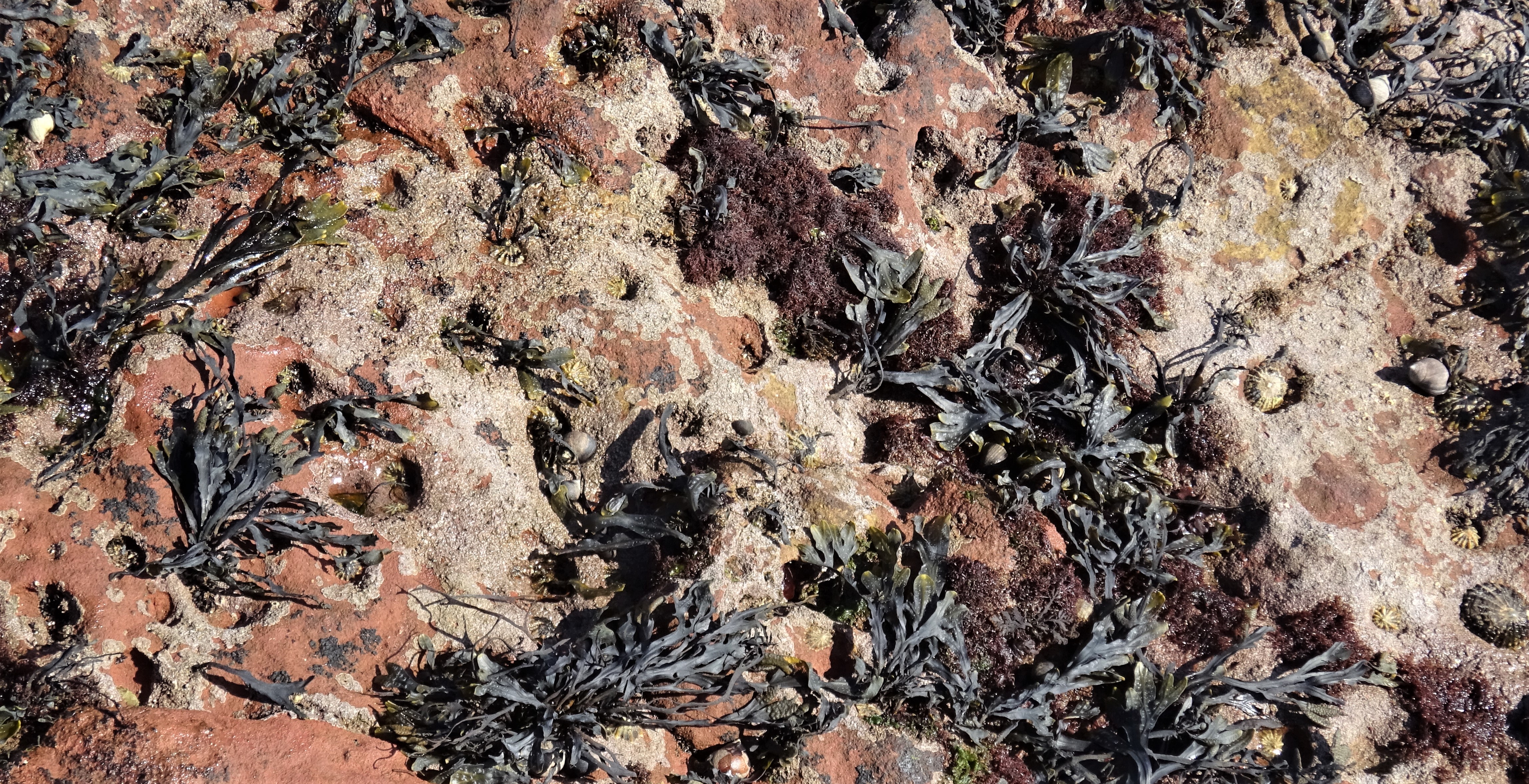 Oval depressions ground into red sandstone at Seamill, North Ayrshire, Scotland, marking the home scars where common limpets repeatedly resealed their shells