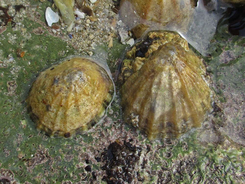 A common limpet (Patella vulgata) attached to a rock at Étretat, France, showing its low conical shell