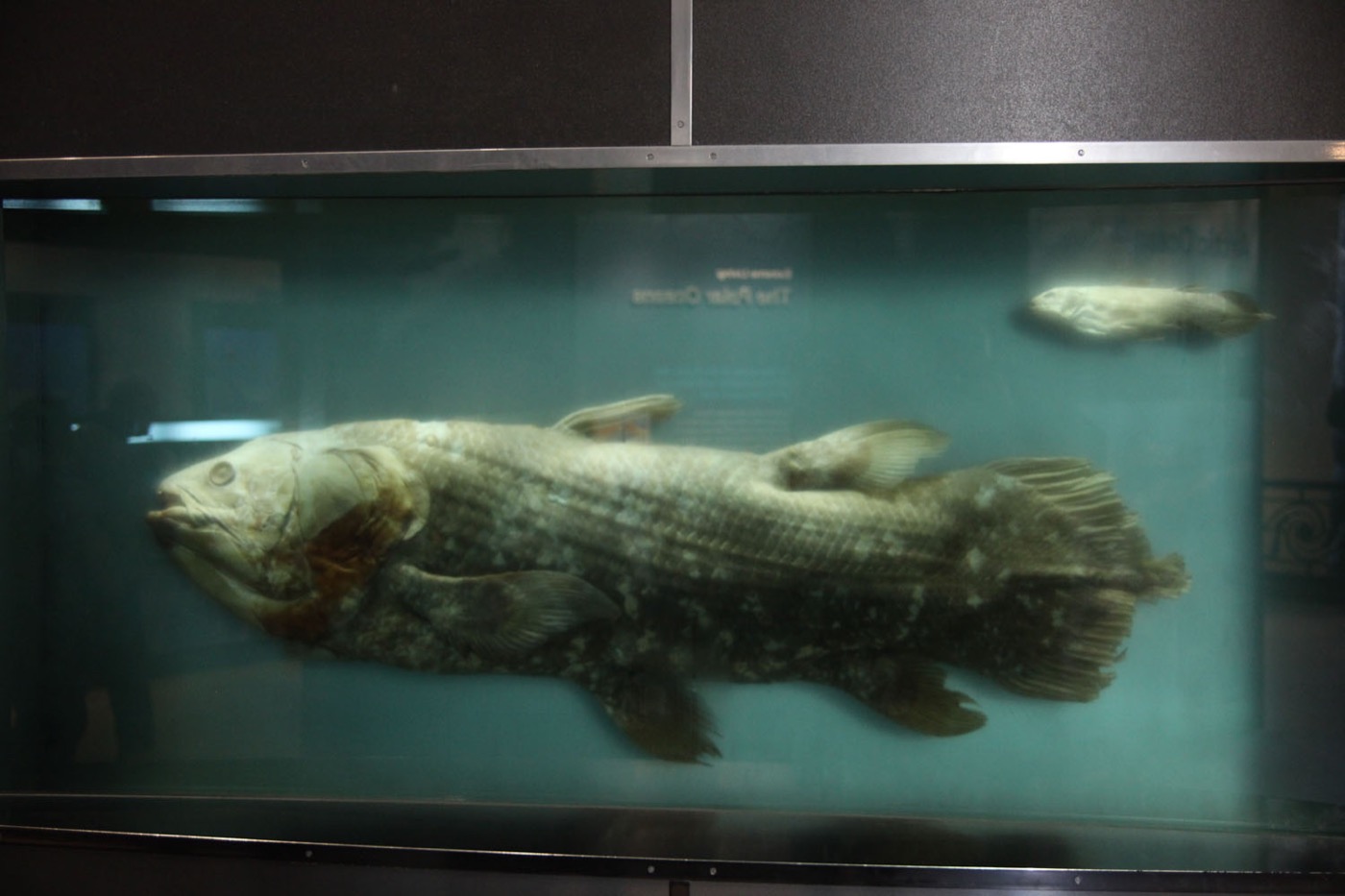 A preserved coelacanth specimen with its distinctive lobed fins, on display at the Smithsonian National Museum of Natural History