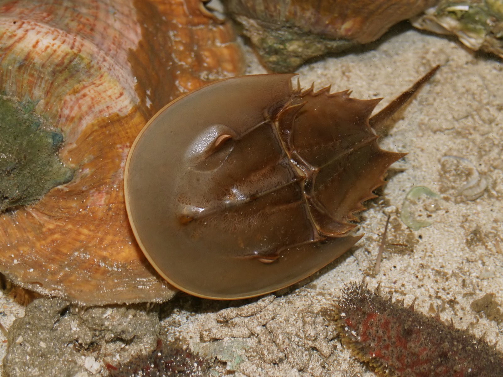 An Atlantic horseshoe crab (Limulus polyphemus) seen from above in shallow water, its domed brown carapace and long tail spine visible