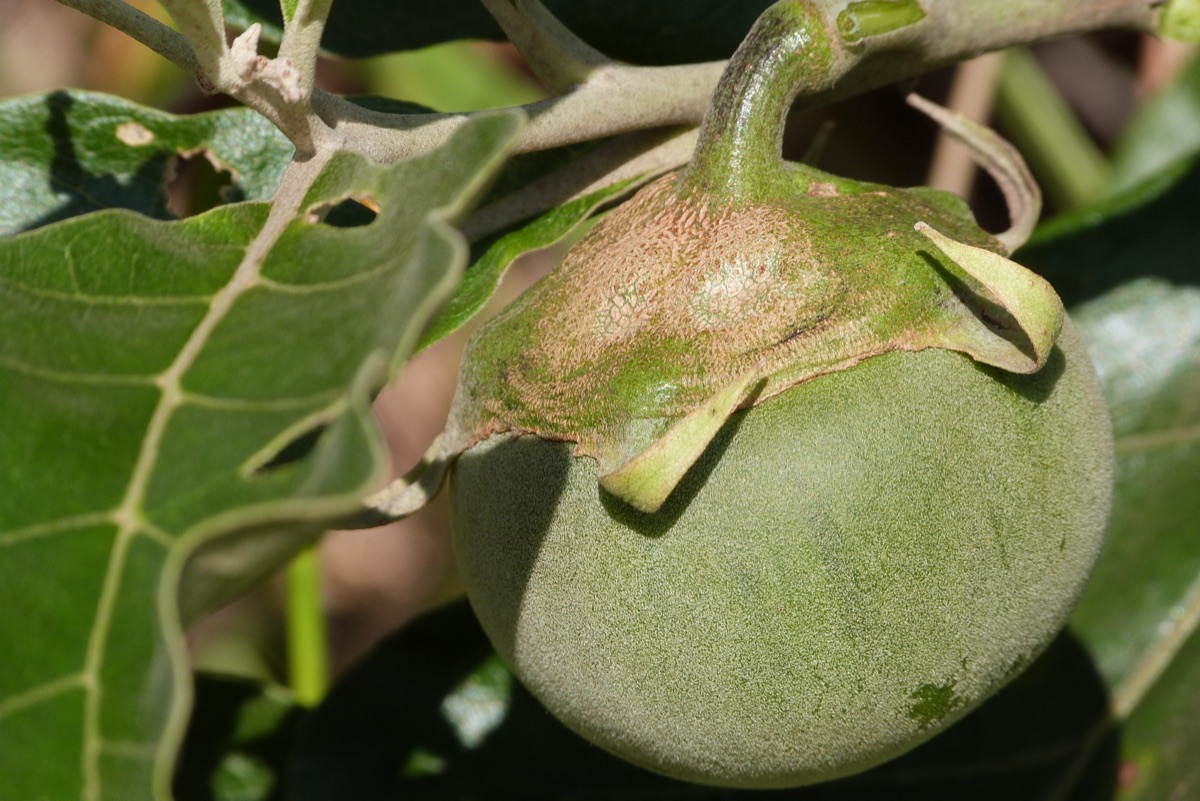 A green, tomato-like lobeira fruit still attached to its branch