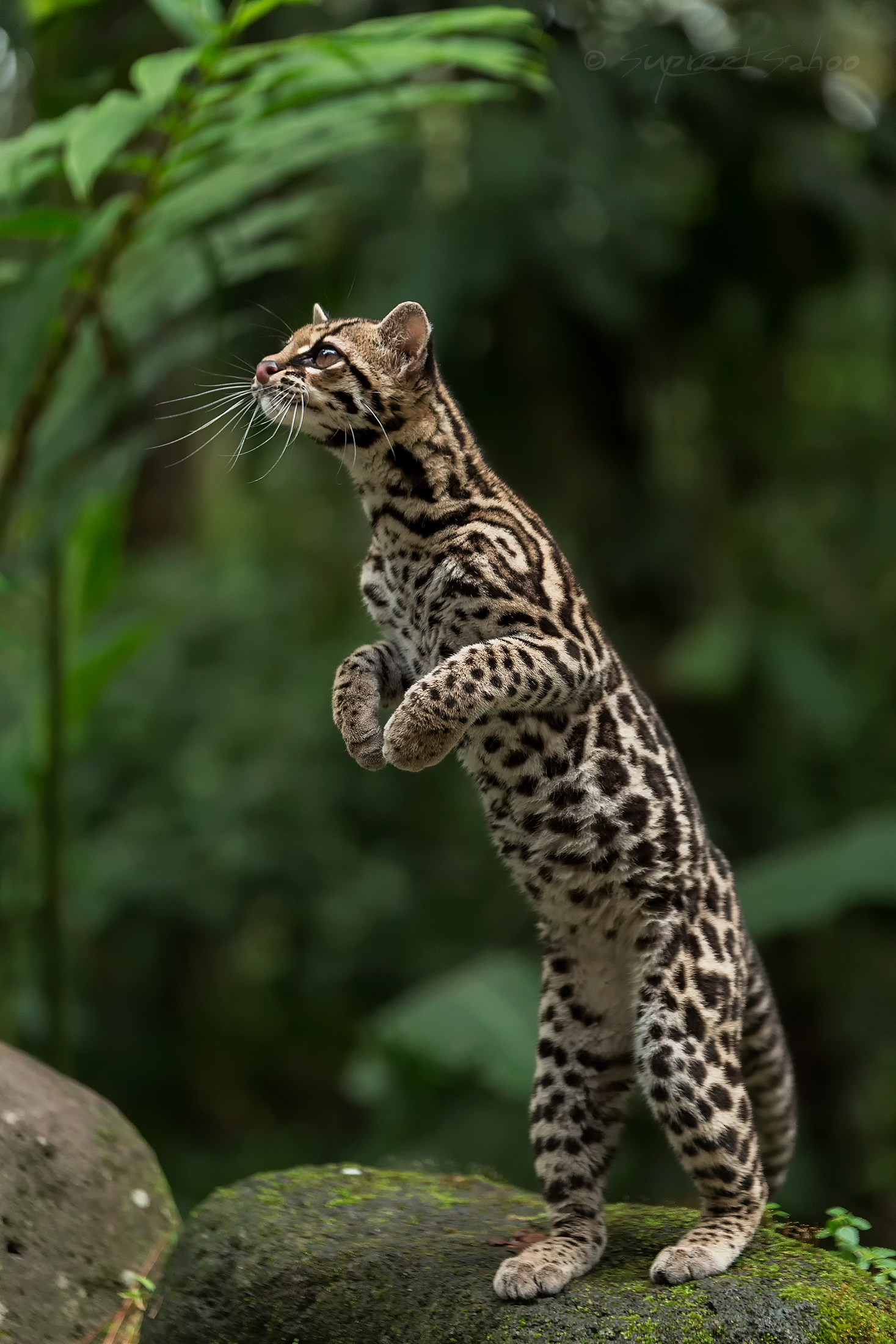 A margay resting on a rock in a forest clearing in Costa Rica, showing its large eyes, long tail, and dark-ringed spotted coat