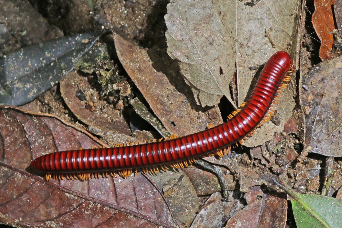 A bright orange-red giant fire millipede (Aphistogoniulus corallipes) with black banding, photographed in leaf litter in Mantadia, Madagascar