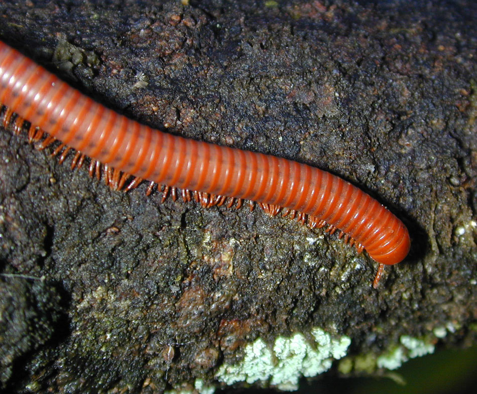 A dark reddish-brown Trigoniulus corallinus millipede with an orange-red head and tail curled slightly, photographed on mottled bark in Hawaii