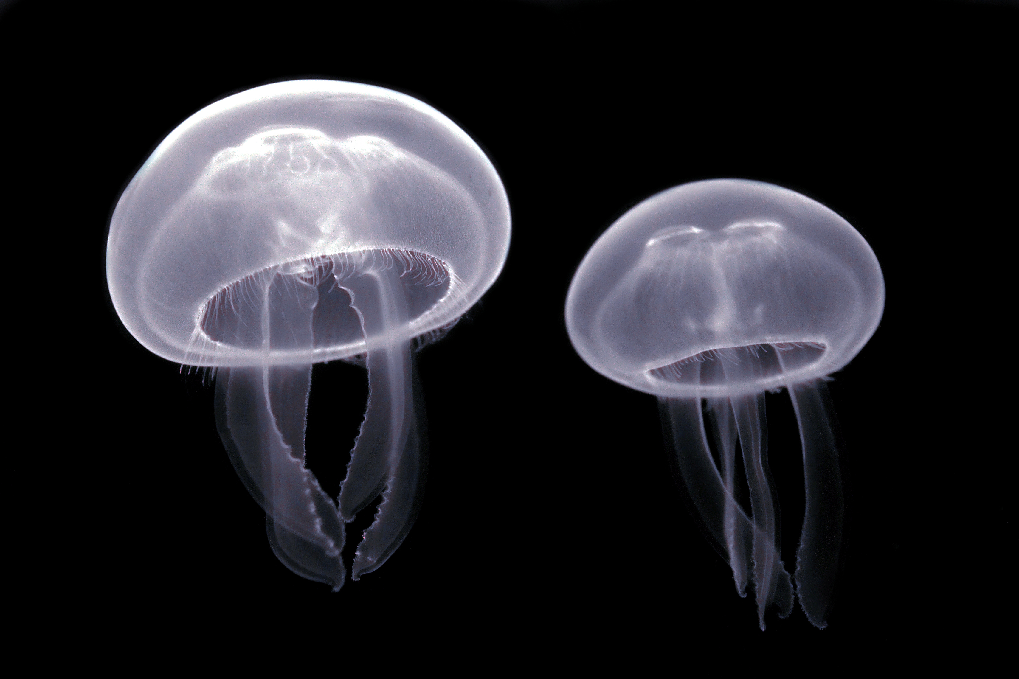 Two translucent moon jellyfish (Aurelia aurita) photographed against a black background, showing the horseshoe-shaped gonad pattern visible through the bell and the short fringe of tentacles beneath it