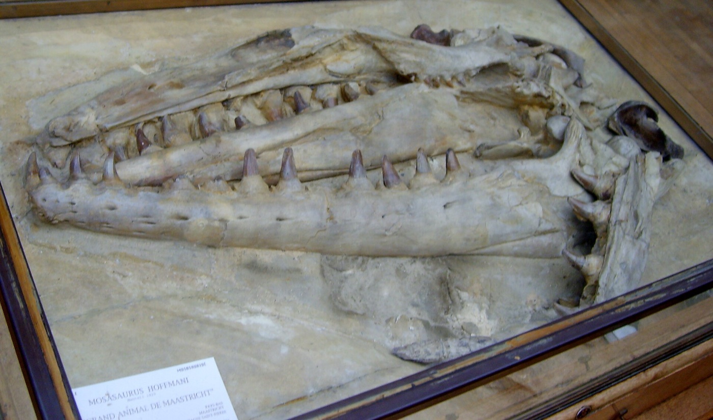 The Mosasaurus hoffmannii holotype jaws from the Maastricht chalk quarry, the specimen labelled "grand animal de Maastricht", on display at the Muséum national d'histoire naturelle in Paris