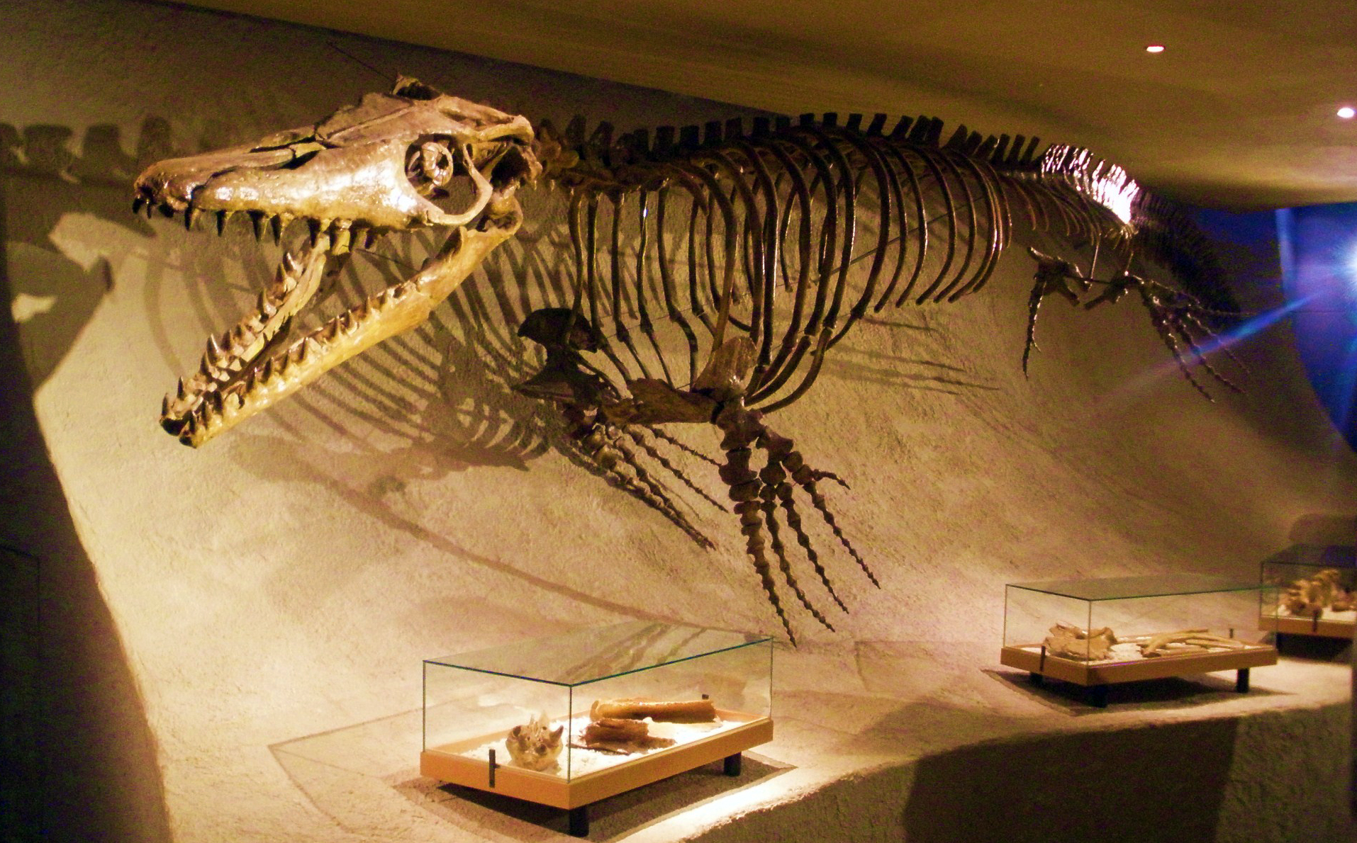 A mounted Mosasaurus hoffmannii skeleton with an elongated jaw lined with conical teeth, on display at the Natural History Museum Maastricht